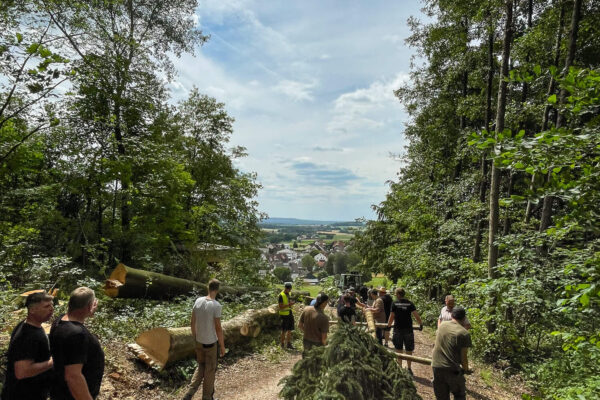 Baum-holen_4